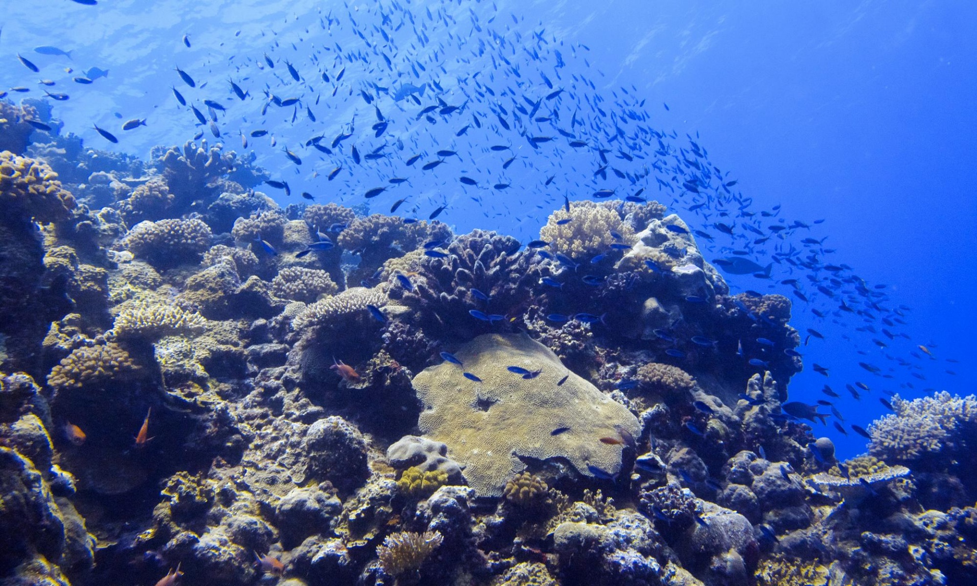 Морской парк кораллового моря